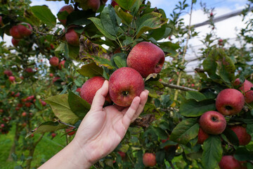 Hand picking apples in an apple orchard