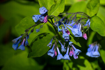 Virginia Bluebell flowers 