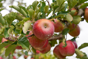 Close-Up of Pink Lady Apples in Orchard, Stanthorpe QLD, Australia