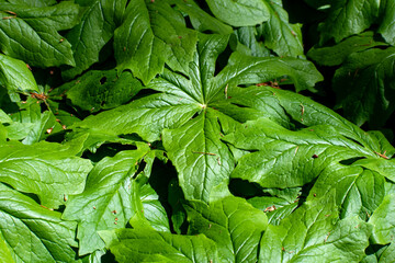 Close-up of Mayapple leaves 