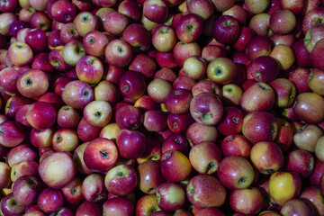 Background of red apples 