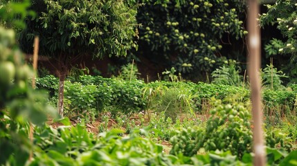 Fototapeta premium Agroforestry plot with mixed crops, close up on interplanted trees and shrubs, focus on biodiversity, sustainable farming