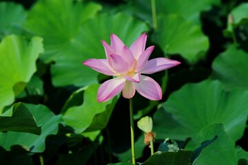 pink lotus in full blooming, Fujiwara-kyo,Nara,Japan	