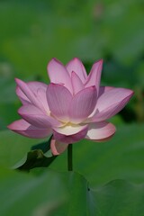 pink lotus in full blooming, Fujiwara-kyo,Nara,Japan