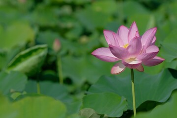 pink lotus in full blooming, Fujiwara-kyo,Nara,Japan