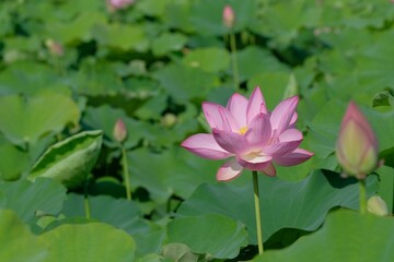 pink lotus in full blooming, Fujiwara-kyo,Nara,Japan