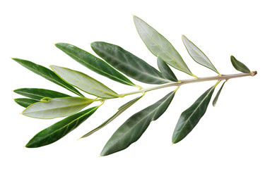 Olive leaves isolated on a white background