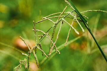 natural vegetation