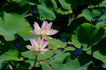 pink lotus in full blooming, Fujiwara-kyo-ato,Nara,Japan