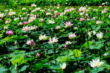 pink lotus in full blooming, Fujiwara-kyo,Nara,Japan