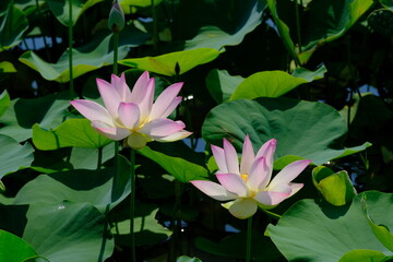 pink lotus in full blooming, Fujiwara-kyo,Nara,Japan