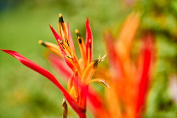 beautiful red flower, tropical flower. rostrata, Hanging Claw Lobster or False Bird of Paradise. Plant, they are a source of nectar for birds and insects.