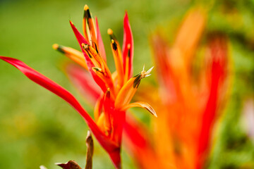 beautiful red flower, tropical flower. rostrata, Hanging Claw Lobster or False Bird of Paradise. Plant, they are a source of nectar for birds and insects.