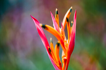 beautiful red flower, tropical flower. rostrata, Hanging Claw Lobster or False Bird of Paradise. Plant, they are a source of nectar for birds and insects.