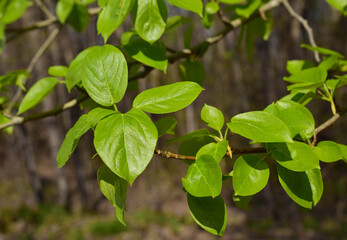 Young leaves in spring. The brilliant green of the poplar.