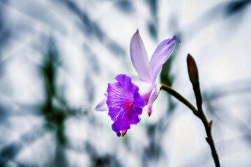 orchid flower on a blurred natural background. Valentine's greeting card. concept of love and passion. Floral composition with a romantic concept.