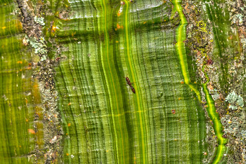 Green colorful tree trunk