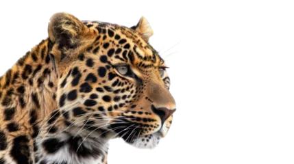  Leopard isolated on a white background, png © NansiPhoto