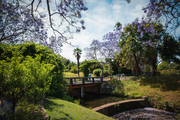 Jacaranda blossoms in Parramatta park