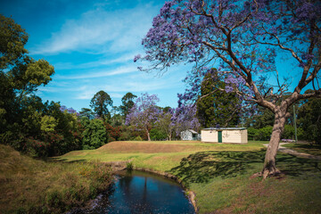 Jacaranda blossoms in Parramatta park