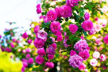 Obraz premium 薔薇