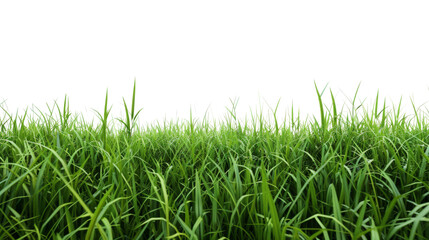 Fototapeta premium Green grass field on white background png transparen