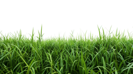 Green grass field on white background png transparen