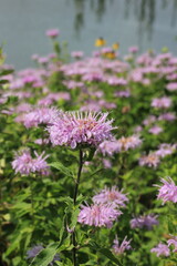 pink flowers in the garden