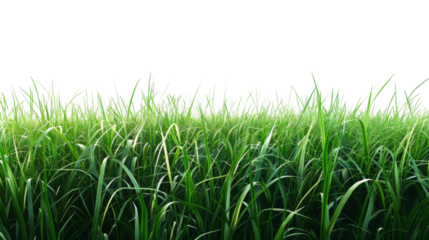 Green grass field on white background png transparen