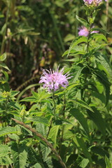 flower in the garden