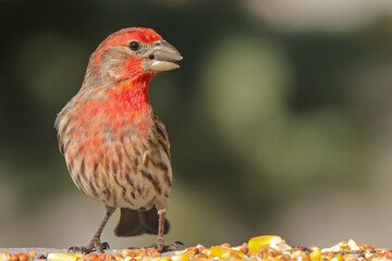 finch bird