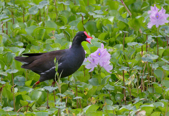 Common gallinule (Gallinula galeata) eating flower petals of water hyacinth (Pontederia [Eichhornia] crassipes), Brazos Bend State Park, Texas, USA.