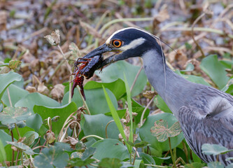 Yellow-crowned night heron (Nyctanassa violacea) eating a Red Swamp Crayfish (Procambarus clarkii) Brazos Bend State Park, Texas, USA.