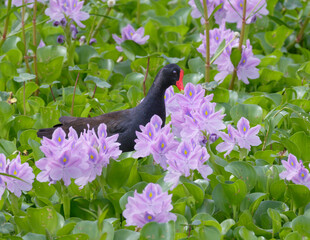 Common gallinule (Gallinula galeata) eating flower petals of water hyacinth (Pontederia [Eichhornia] crassipes), Brazos Bend State Park, Texas, USA.
