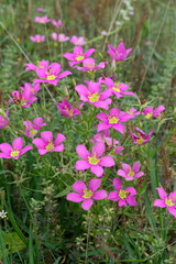 Meadow pink (Sabatia campestris) also known as Texas Star, Prairie Rose-gentian in April, Brazos Bend State Park, Texas, USA