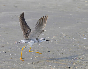 Lesser yellowlegs (Tringa flavipes) taking off at the ocean beach during spring migration, Galveston, Texas, USA.