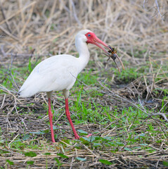 White ibis (Eudocimus albus) eating Red Swamp Crayfish (Procambarus clarkii) Brazos Bend State Park, Texas, USA.