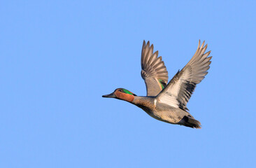 Green-winged teal (Anas crecca) drake flying in blue sky, Galveston, Texas, US © Ivan Kuzmin