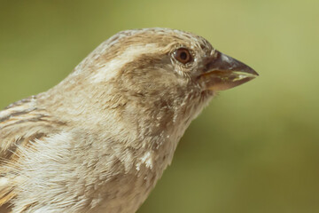 close up of a bird