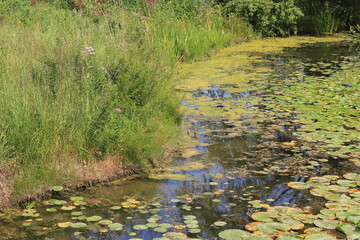 river in the forest