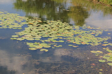 water lily in the pond