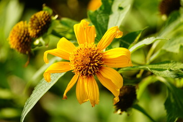 Close-up of Tithonia diversifolia flower
