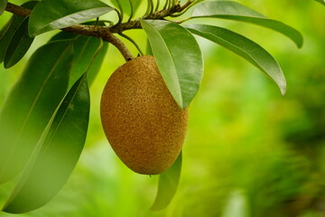 Close-up of sapodilla fruit