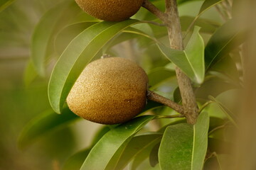 Close-up of sapodilla fruit