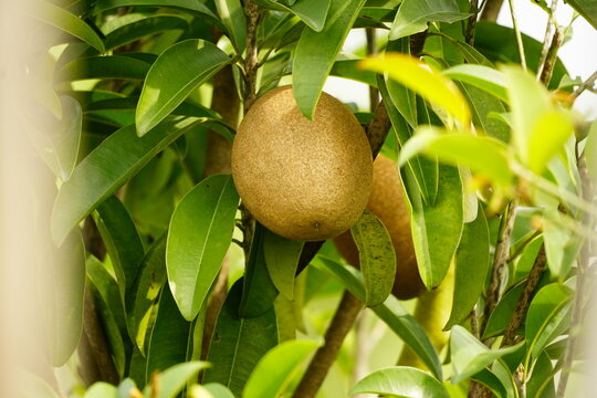 Close-up of sapodilla fruit