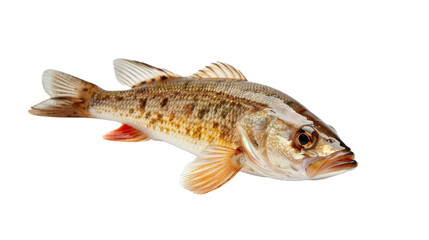 Naklejka premium Fish on white background, png transparent 
