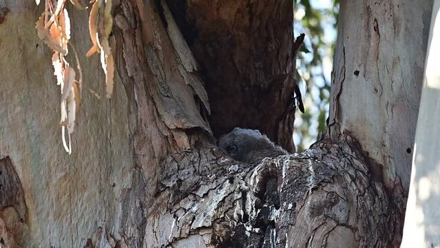 Great-horned baby owls aka owlets playing in their nest