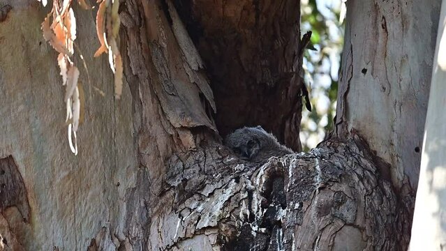 Great-horned baby owls aka owlets playing in their nest