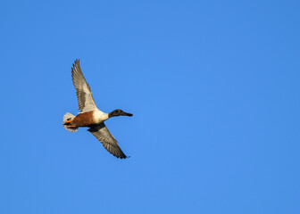 duck in flight