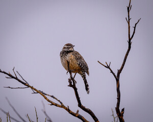 Arizona state bird, the Cactus Wren on a branch